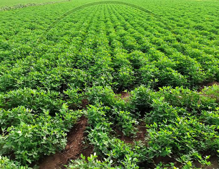 Peanuts Farm, Organic Farm Land Crops In India Multiple Layers Of Mountains Add To This Organic And Fertile Farm Land In India, Peanut Field, Peanut Tree, Peanut Plantation Fields