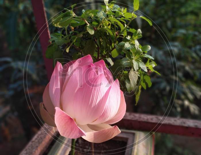 Pink Indian lotus or nelumbo nucifera