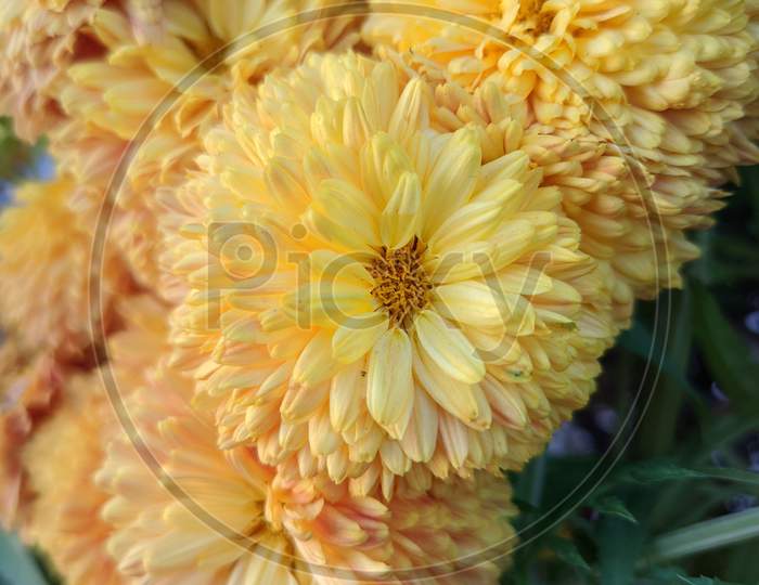 Beautiful yellow flowers hd macro image