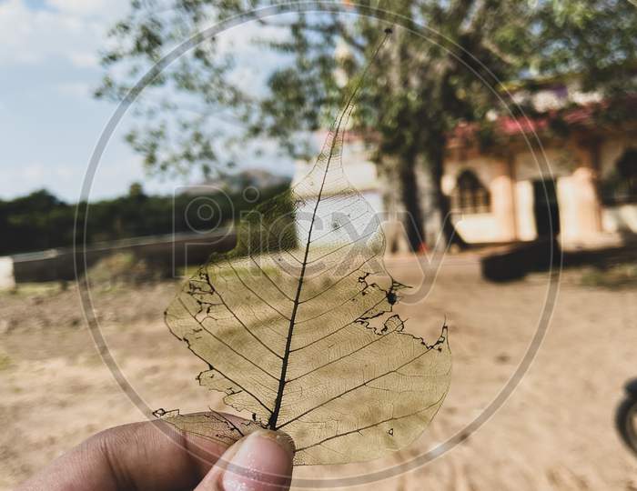 Transparent leaf