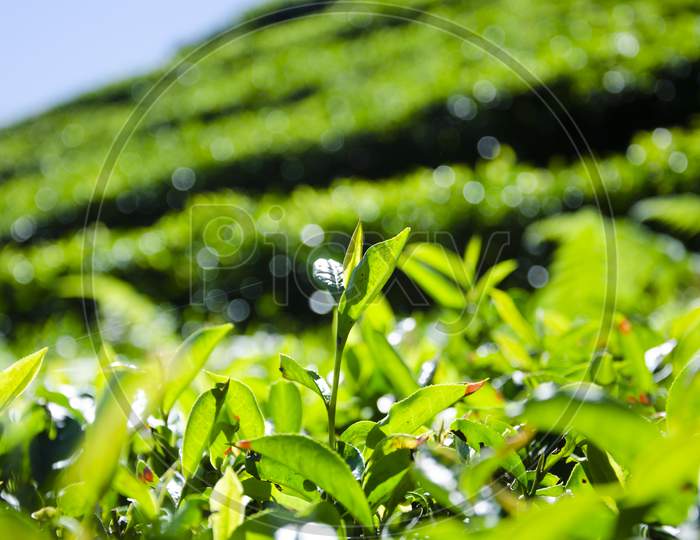 Green Tea Leaves of Tea Garden