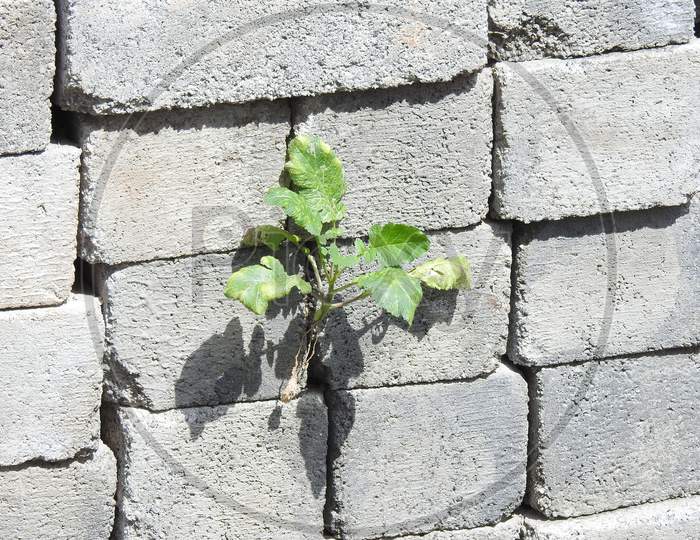Plant Growing In The Gap Of The Cement Block Or Bricks. Cement Bricks Wall Pattern And Background