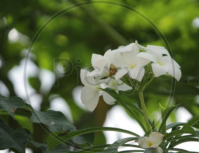 A white beautiful flower