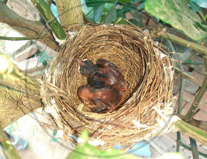 Nest with little bird