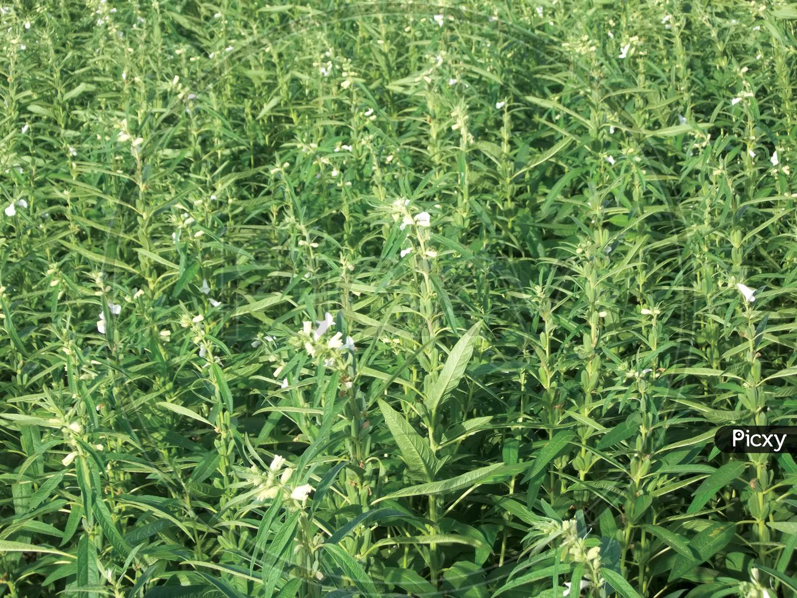 Image of Sesame Seed Farm, Sesamum Crops Growing In Green Farmland ...