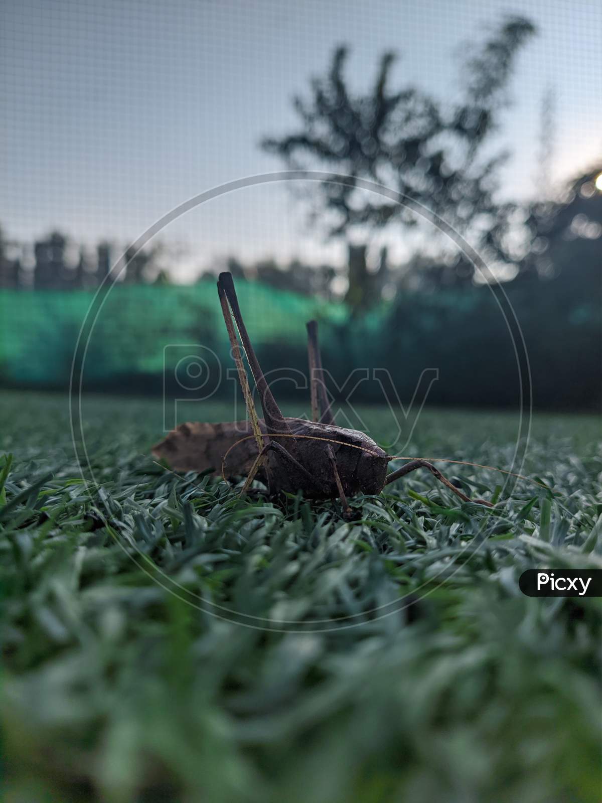 Crickets in grass