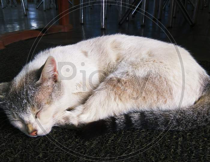 Kitty, Cat fur