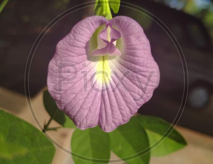 Purple or pink aparajita clitoria flower