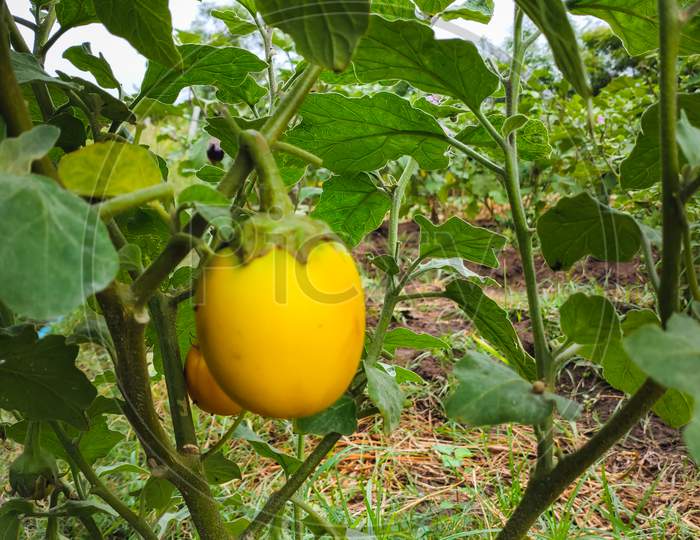 Fresh Yellow Eggplant Hanging On Tree In The Agricultural Garden. Yellow Brinjal Vegetable. Scientific Name Is Solanum Melongena . Vegan Food.
