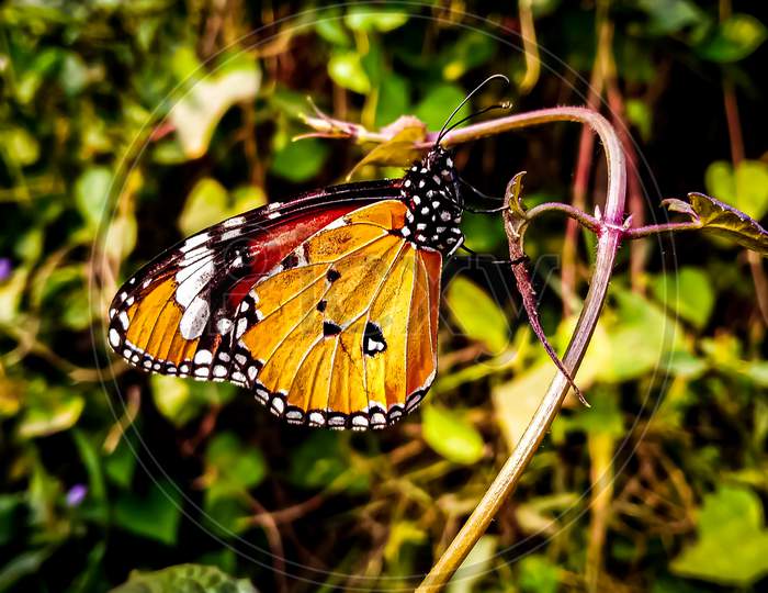 Plain Tiger butterfly image