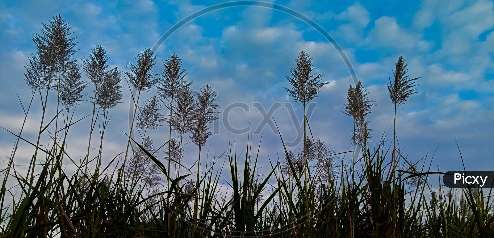 Sugarcane farm.