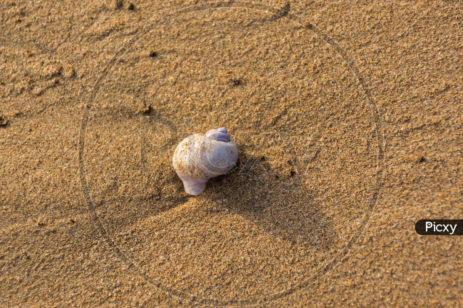 Beautiful White And Purple Seashell On Velneshwar Beach, Maharashtra, India