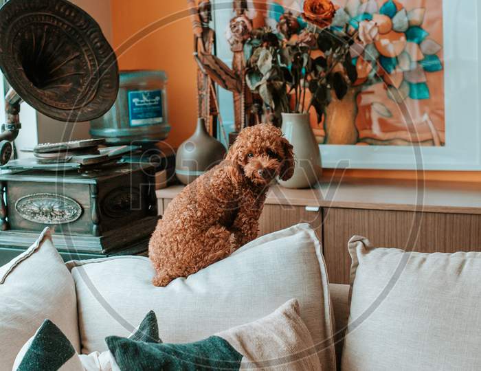 Cute brown puppy sitting in orange living room