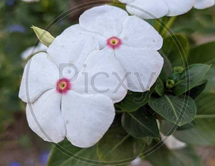 Periwinkle white flower