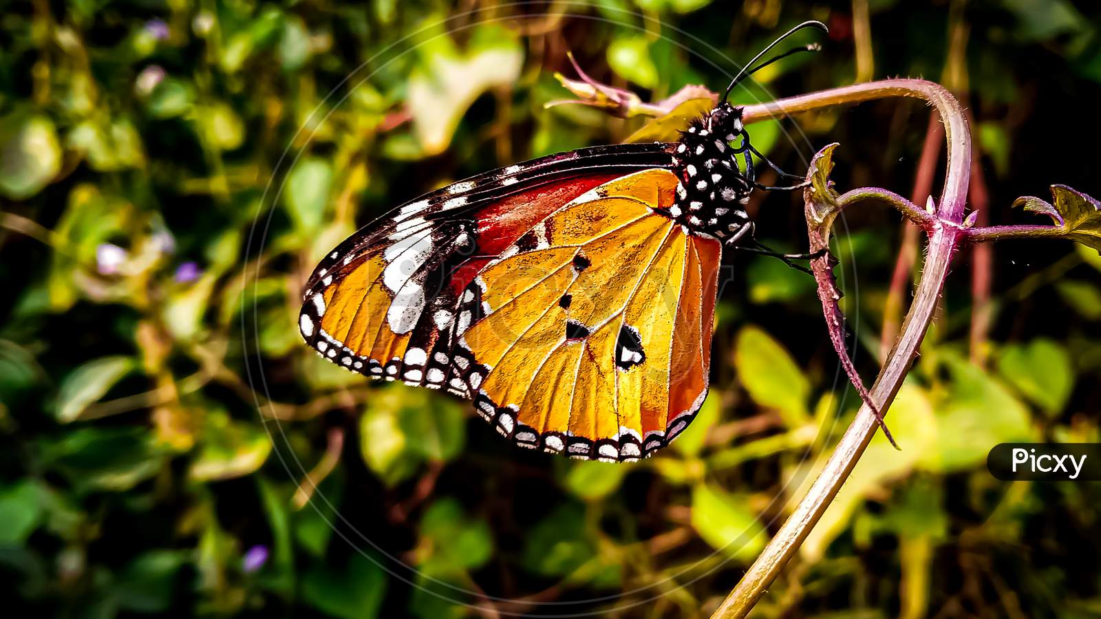 Plain Tiger butterfly image