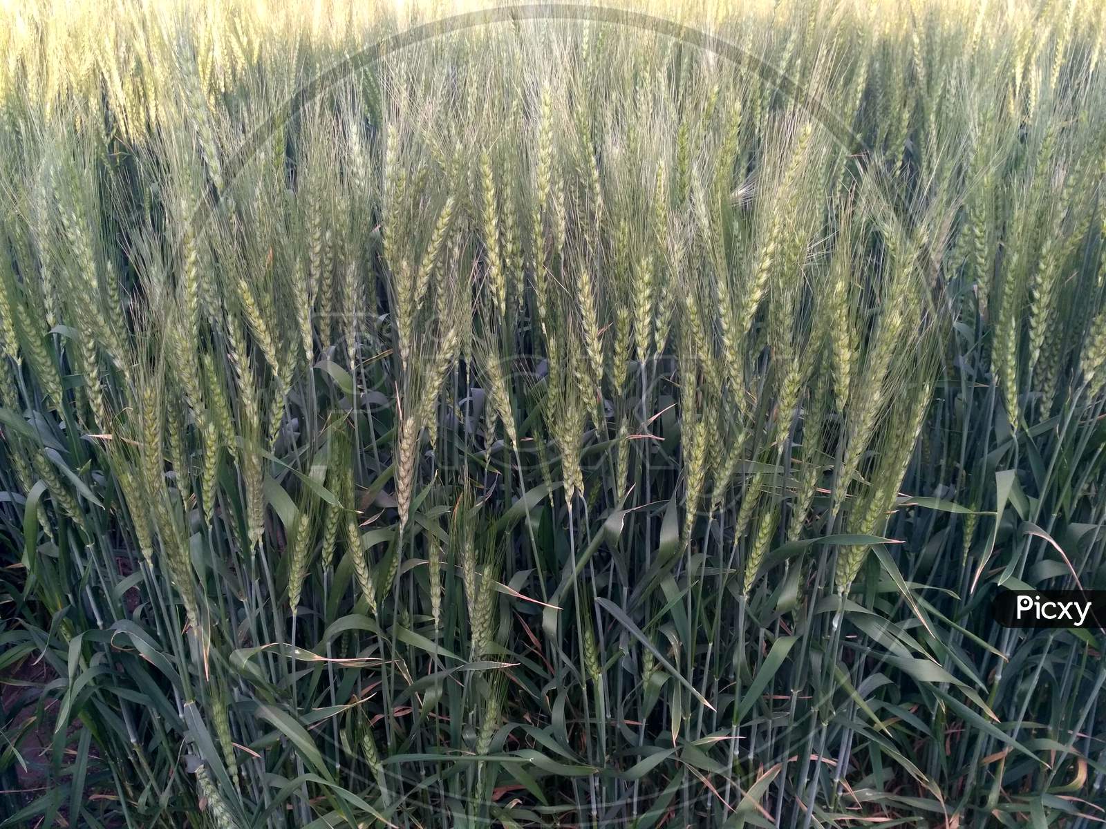 barley vs wheat plant