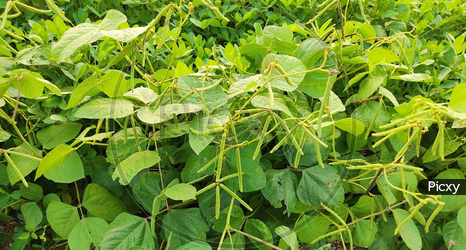 Image Of Green Mung Bean Crop Close Up In Agriculture Field ,Mung Bean ...