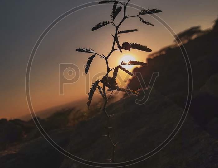 Leaves during sunset