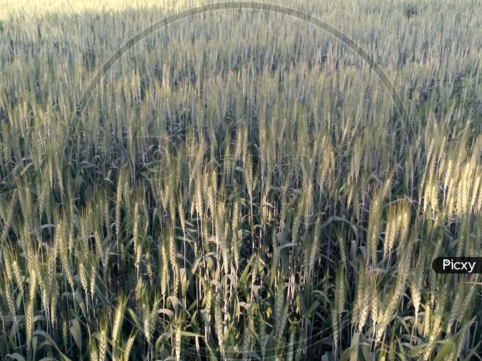 Wheat Crop Field, Golden Wheat Farm, Plant, Green Cereal Crops, Field Of Wheat, Barley Or Rye, Ears Of Wheat