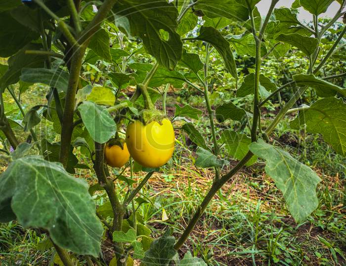 Fresh Yellow Eggplant Hanging On Tree In The Agricultural Garden. Yellow Brinjal Vegetable. Scientific Name Is Solanum Melongena . Vegan Food.