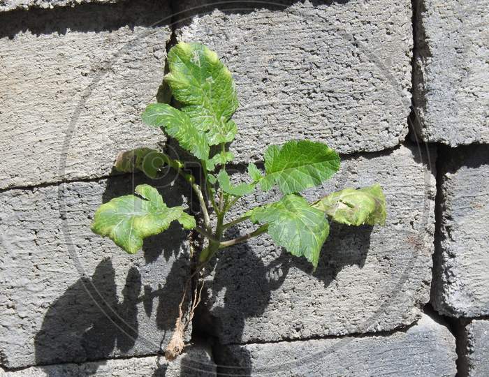 Plant Growing In The Gap Of The Cement Block Or Bricks. Cement Bricks Wall Pattern And Background