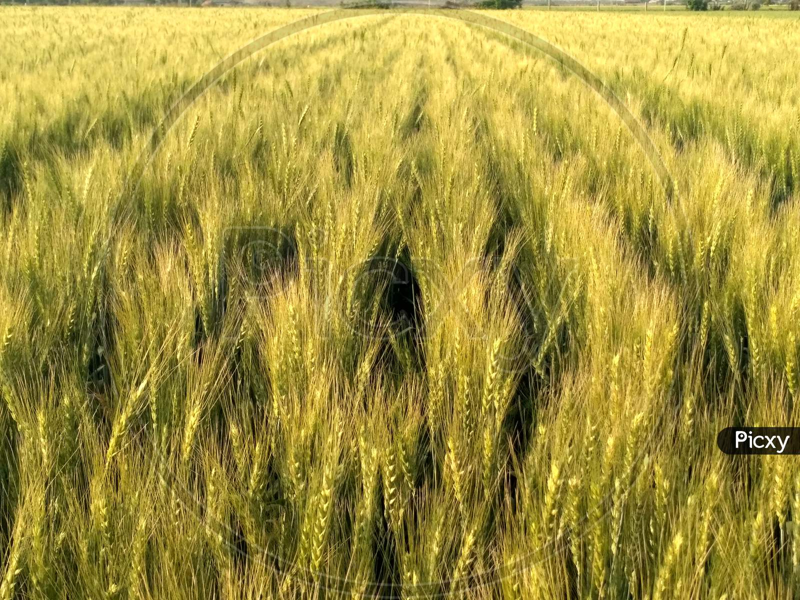 Wheat Crop Field, Golden Wheat Farm, Plant, Green Cereal Crops, Field Of Wheat, Barley Or Rye, Ears Of Wheat