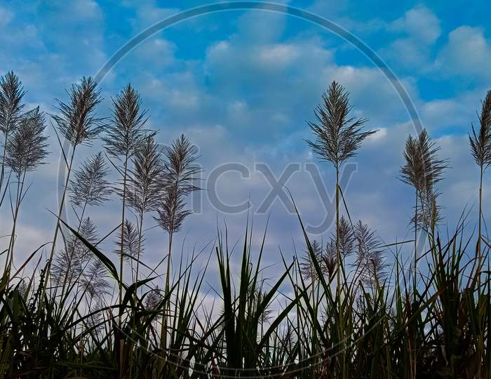 Sugarcane farm.