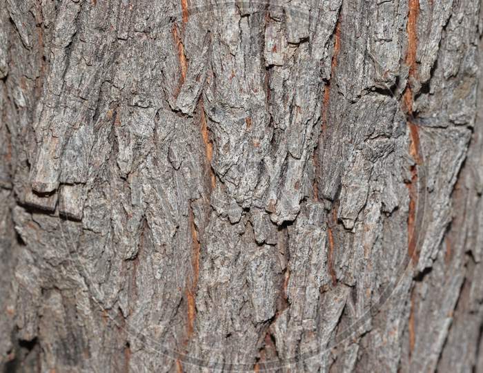 Tree Bark Texture Background