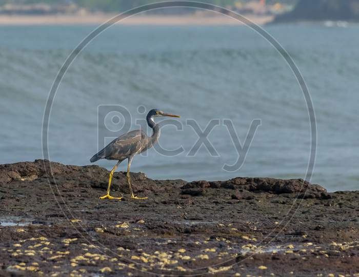 A Grey Heron Or Gray Heron Bird Perching On A Rock At Velneshwar Beach, Maharashtra, India