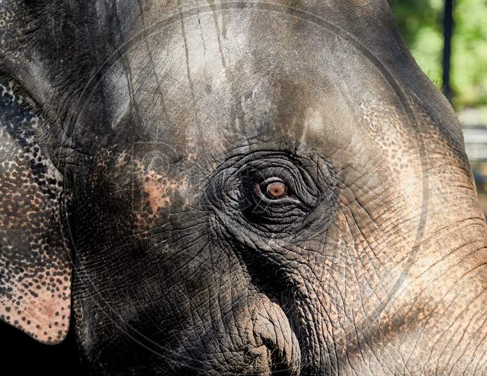 Elephant Close-Up