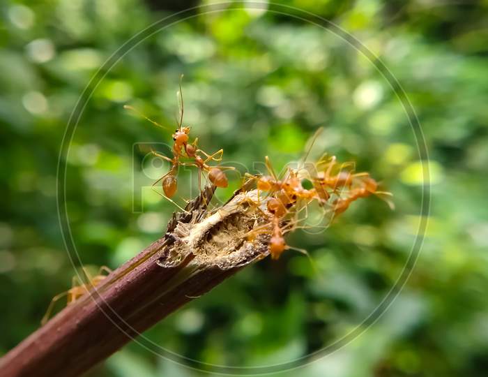 Red Ant bridge unity team. Close up Macro of Ant making unity bridge on plant with nature forest green background. Ant action standing.