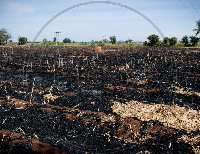 Scorched earth,burnt field after a spring fire in India.