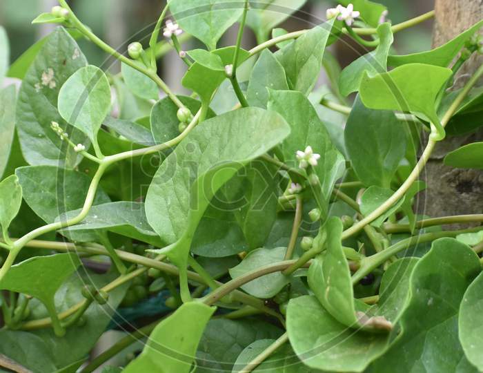 lota Rangia Assam