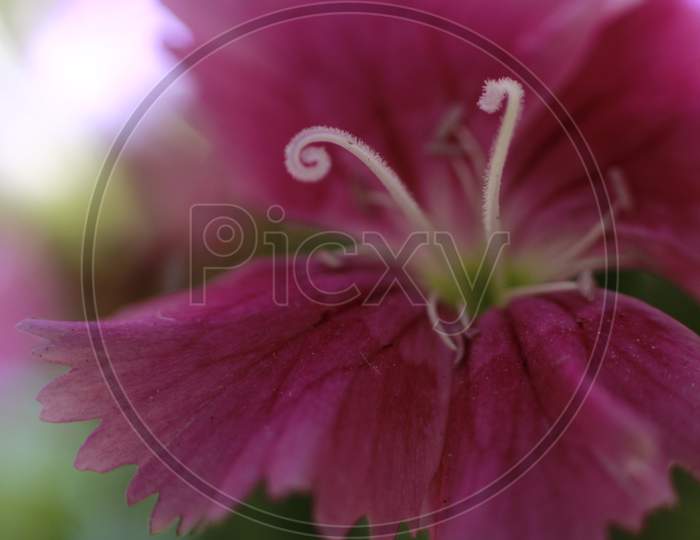 Macro of Dianthus pink flower