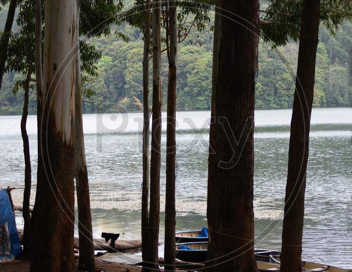Bank Of Kundala Lake With Pine Trees In Munnar,Kerala, India