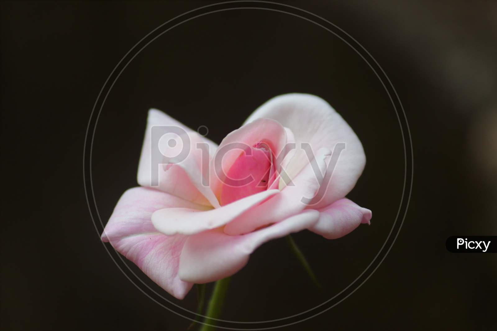 A beautiful pink rose smiles at you