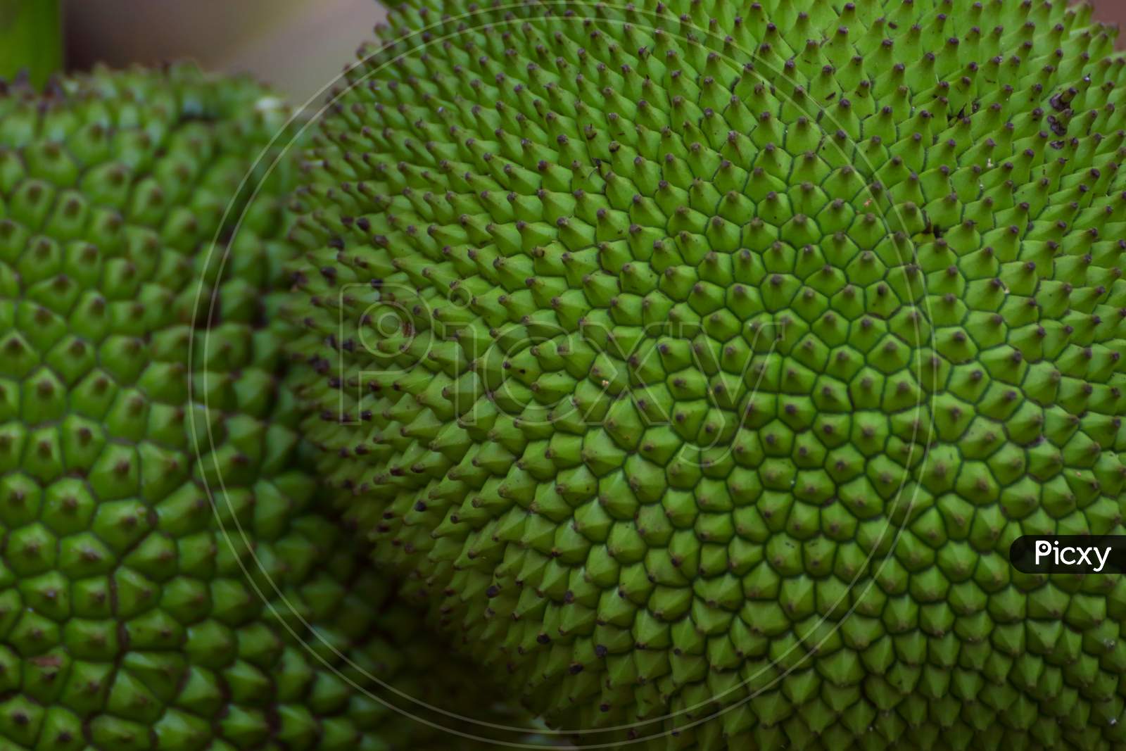 Pattern in a green jack fruit