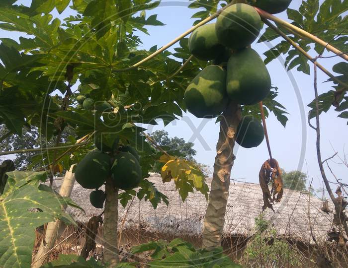 Vegan nutrition, fruit trees papaya