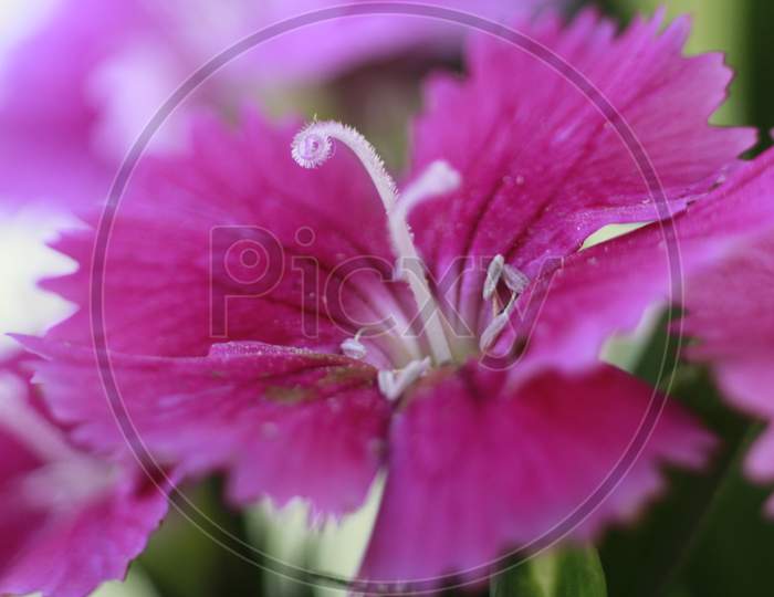 Macro of Dianthus pink flower