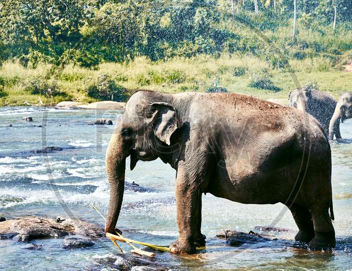 Elephant enjoying shower time