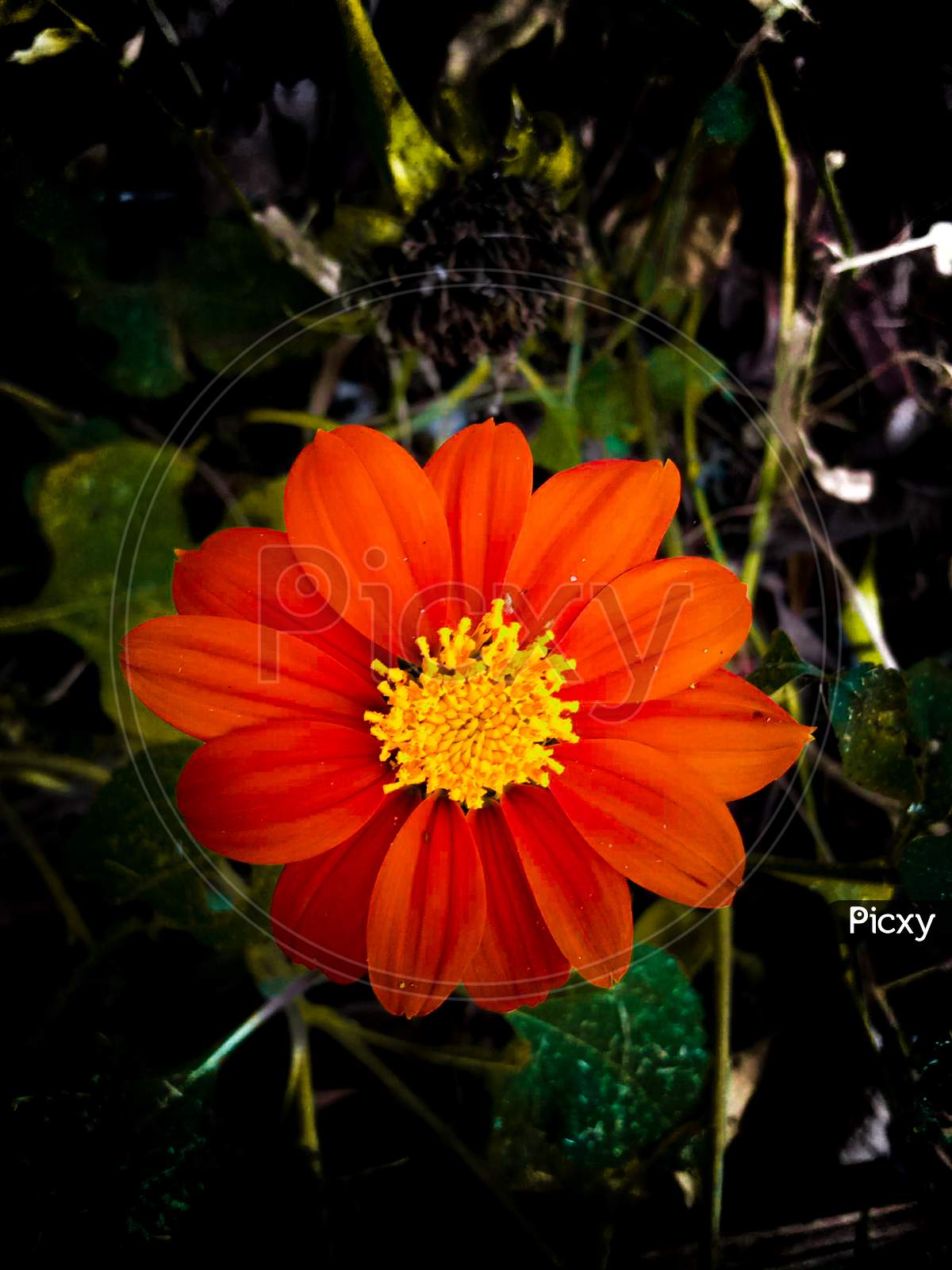 image-of-indian-flowers-ow503630-picxy