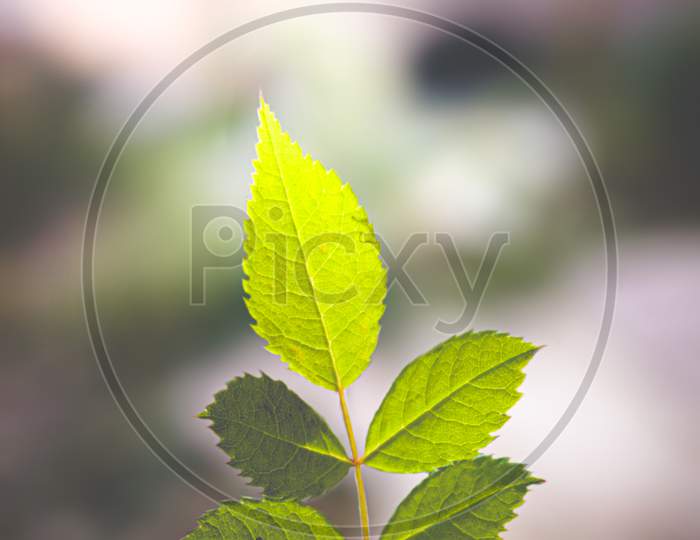 DISTANT PICTURE of Leaf