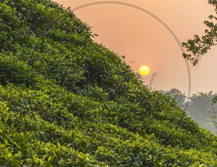 Tea Garden during golden hour.