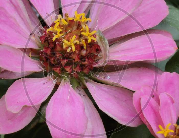 Beautiful zenia flower