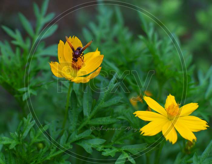 wasp on a yellow cosmos flower