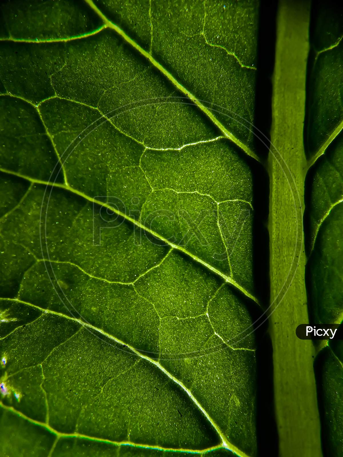 Macro Photography , Close Up To Green Leaf