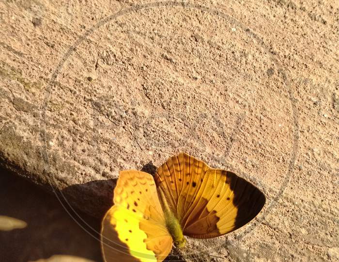 Small yellow butterfly