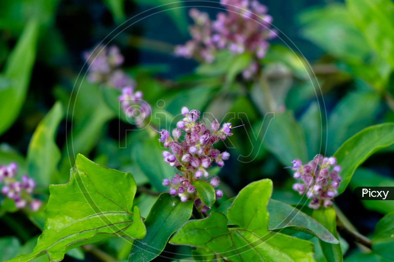 Light Pink Color Flowers A Weed Plant From Western Ghats
