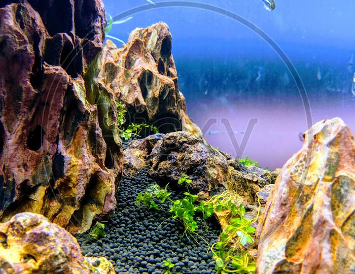 Ecology aquarium