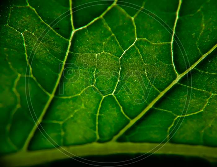 Macro Photography , Close Up To Green Leaf